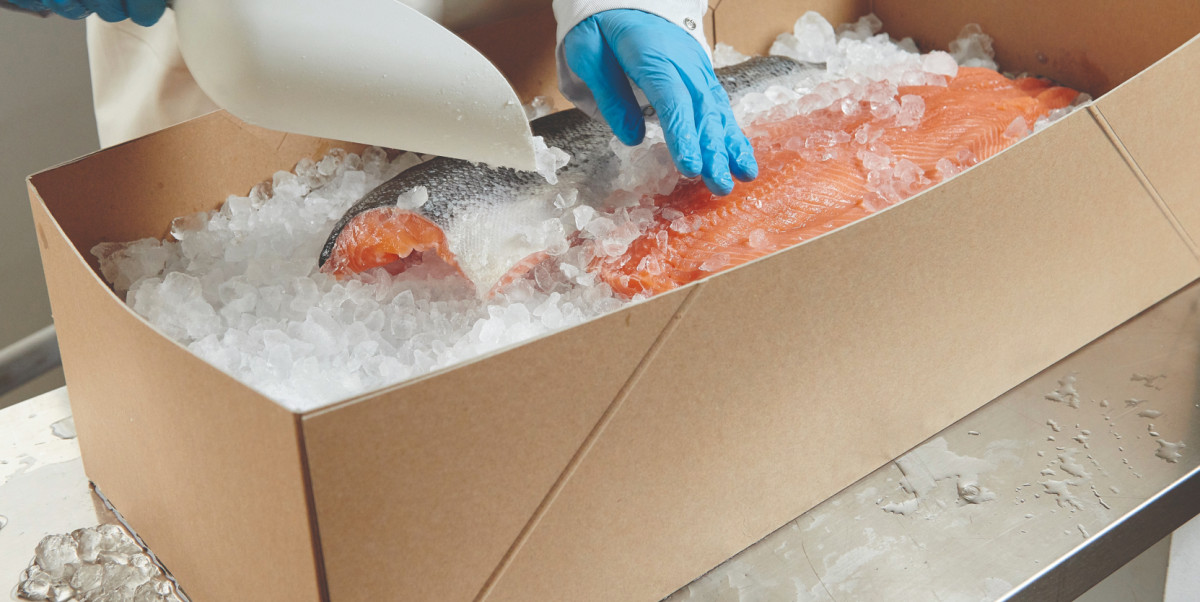 Covering codfish in a coated solid board box by Solidus Solutions with ice to perpare for transportation