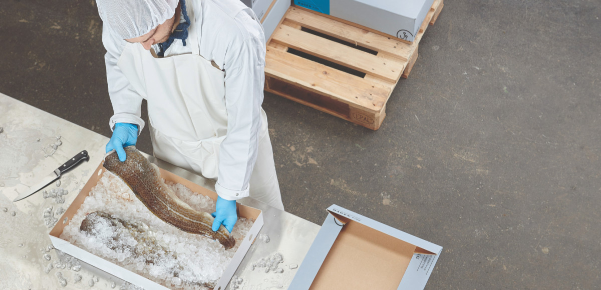 Arbeiter legt Kabeljau in eine mit Eis gefüllte und beschichtete Hardpappen-Verpackung von Solidus Solutions