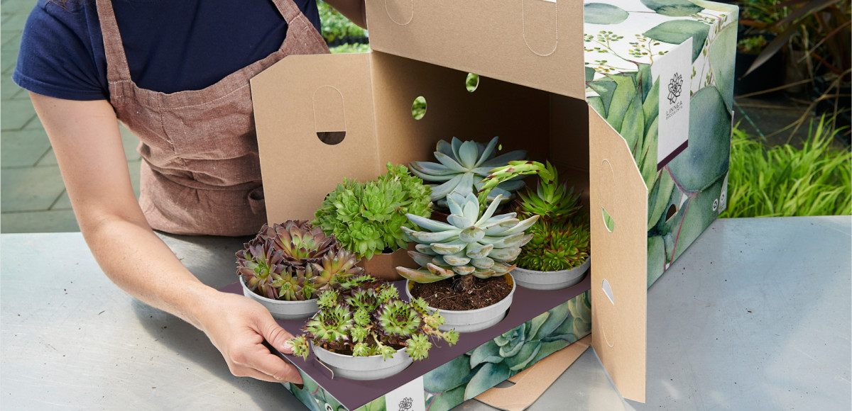 Gärtnerin füllt Hardpappen-Verpackung für den Transport mit sechs Succulenten in einem individuell bedruckten Pflanzen-Tray.