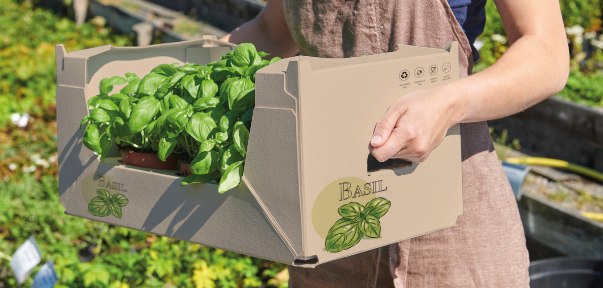 Gardener carries basil potted plants in sustainable Vermak packaging from Solidus Solutions, which is made entirely of solid board and is stackable.