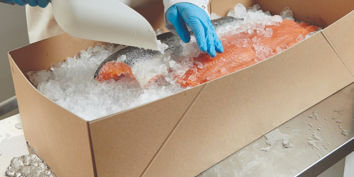 Covering codfish in a coated solid board box by Solidus Solutions with ice to perpare for transportation